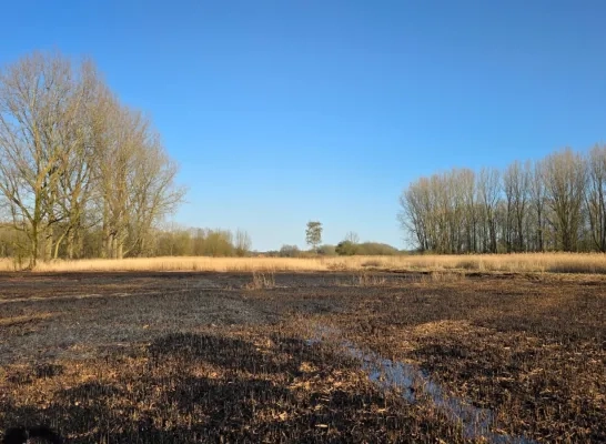 Stuk rietgrond ter hoogte van voetbalveld afgebrand