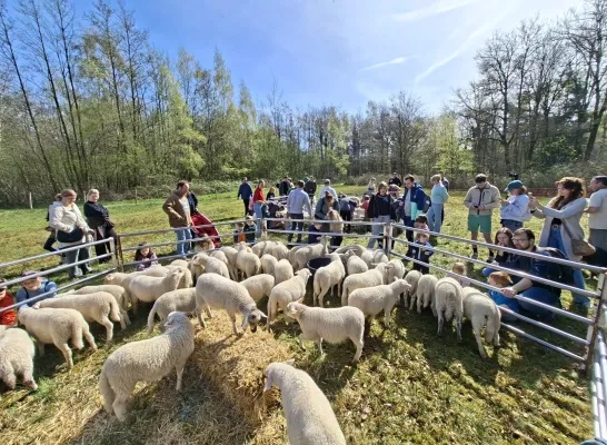 Lammetjesdag KEMP Prinsenpark Retie