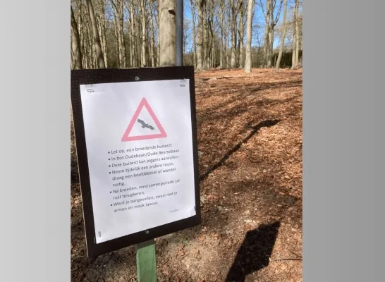 broedende buizerds Stoktsebaan Vosselaar