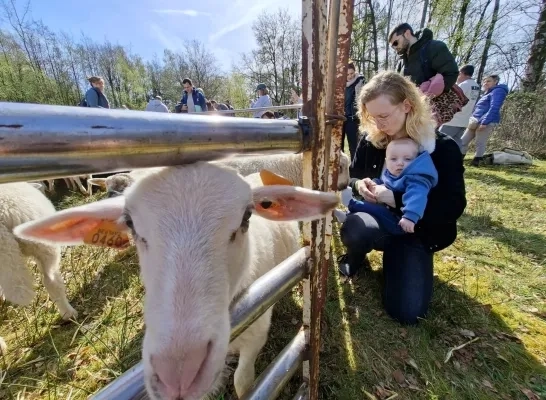 Lammetjesdag in Retie