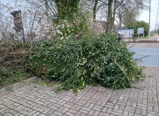 omgewaaide boom parking Den Hout Beerse