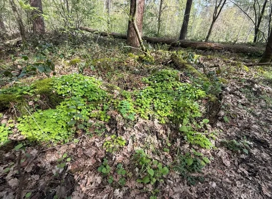 Pastoorsbos overwoekerd