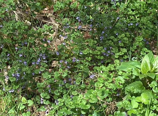 Pastoorsbos Lichtaart zonder witte klaverzuring en boshyacinten