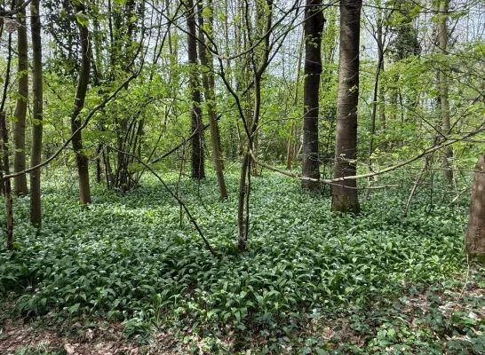Pastoorsbos Lichtaart