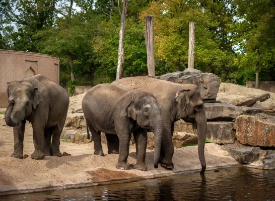olifant-tun-kai-suki-en-may-tagu-zoo-planckendael-jonas-verhuls