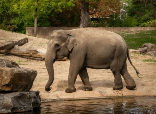 planckendael olifant 