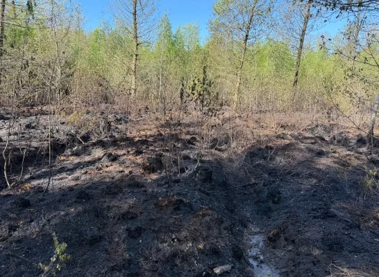 Natuurbrand in Herselt