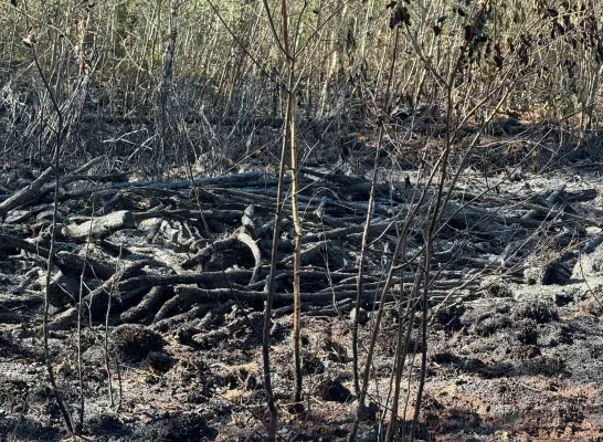 Natuurbrand in Herselt