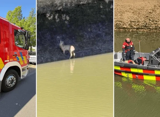 Ree gered uit Afleidingsdijle in Mechelen