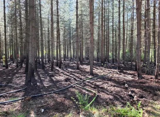 Stuk bos in brand in Arendonk
