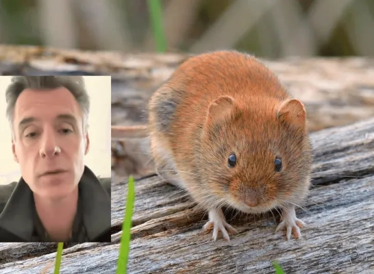 Hantavirus bij woelmuizen in Gierle en Turnhout