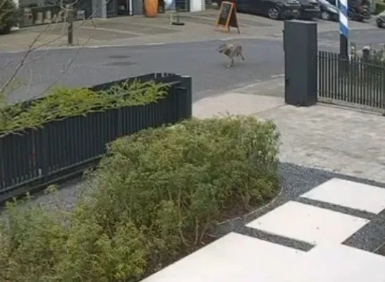 Wolf gespot in Meersel-Dreef