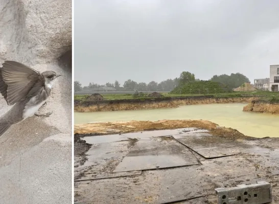 Oeverzwaluwkolonie aan bouwput in Weelde