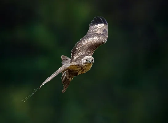 Buizerd 