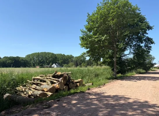 bomenkap Oude Baan Bonheiden