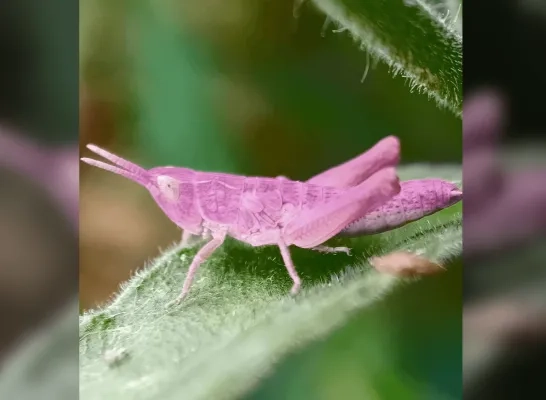 roze sprinkhaan tuin Mechelen