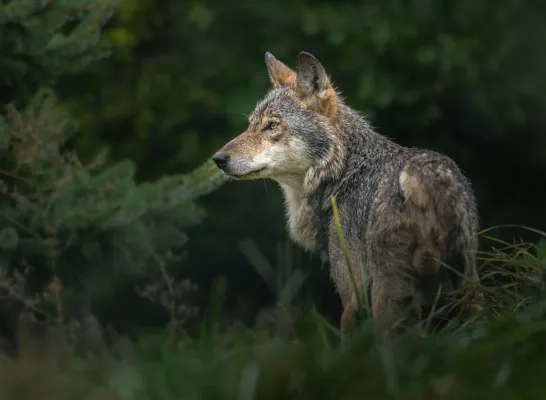 welkom wolf dode schapen