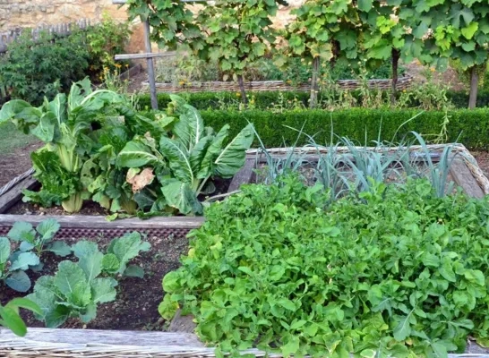 Moestuin