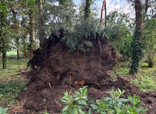 omgevallen bomen Ramsel