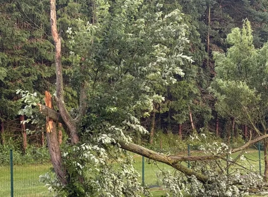 omgevallen bomen Ramsel