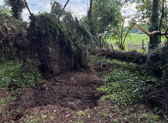 omgevallen bomen Ramsel