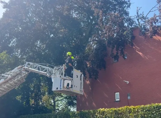 boom op appartement Meerhout