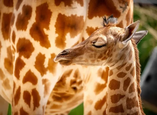 zoo planckendael 