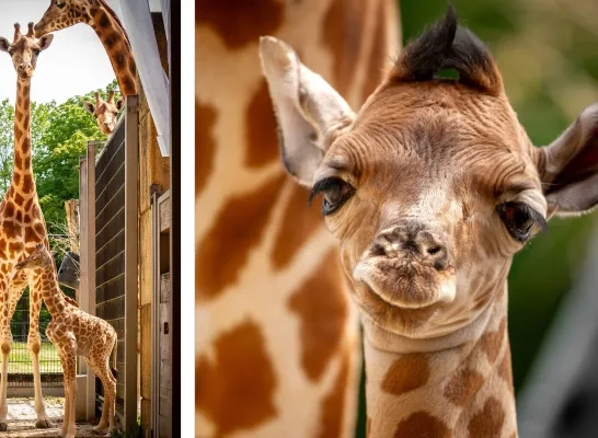 zoo planckendael 