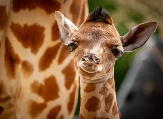 zoo planckendael 