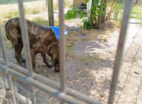 meldpunt dierenwelzijn Politie Regio Turnhout