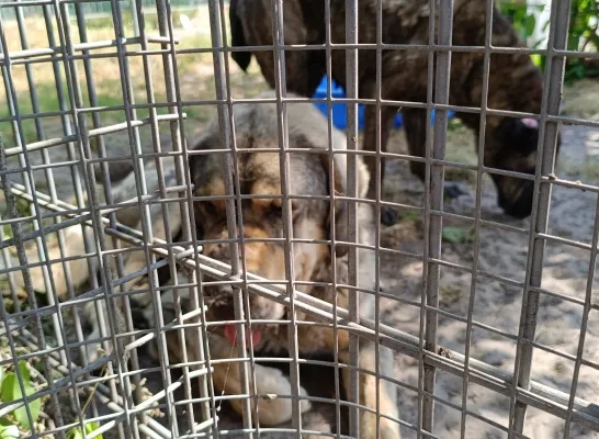 meldpunt dierenwelzijn Politie Regio Turnhout
