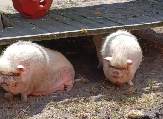 meldpunt dierenwelzijn Politie Regio Turnhout