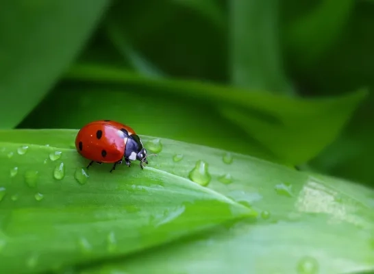 lieveheersbeestje algemeen insect