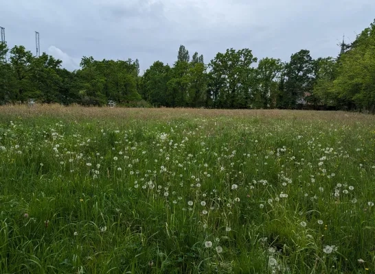 heist goor voetbalveld