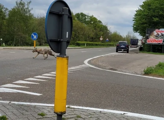 De wolf die in Mol de Zuiderring overstak