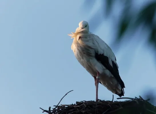 Ooievaar in een nest