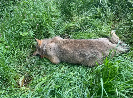doodgereden wolf Ravels doodgereden wolf Ravels