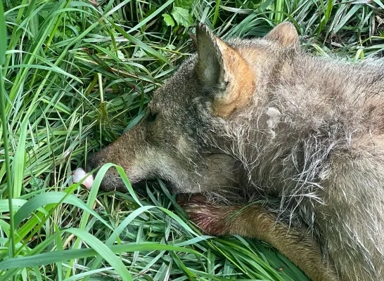 doodgereden wolf Ravels