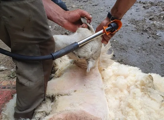 verwaasloosde schapen 2.jpg verwaarloosde schapen Olen