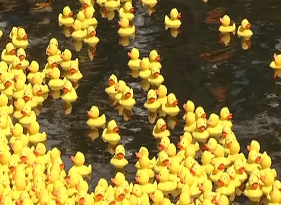 duckrace-topaz-enhance-2x.png