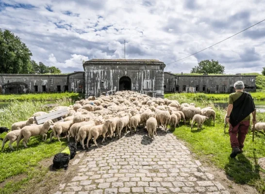 schapen arriveren Kessel Fort 02.png schapen arriveren Kessel Fort