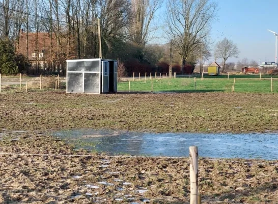 paardenweide_geel_100124.jpg