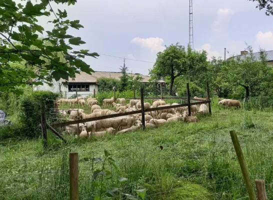 opvang schapen brand Geel 01.png opvang schapen brand Geel