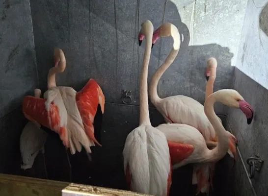flamingos_in_beslag_genomen_nazareth_-_foto_politie_antwerpen.jpg