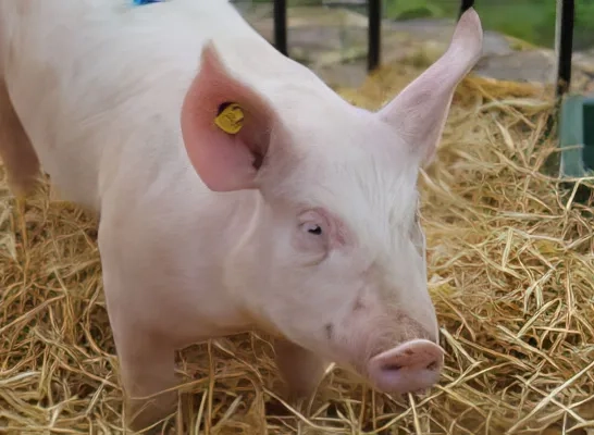 varken in stro.jfif varkens in beerput gevallen