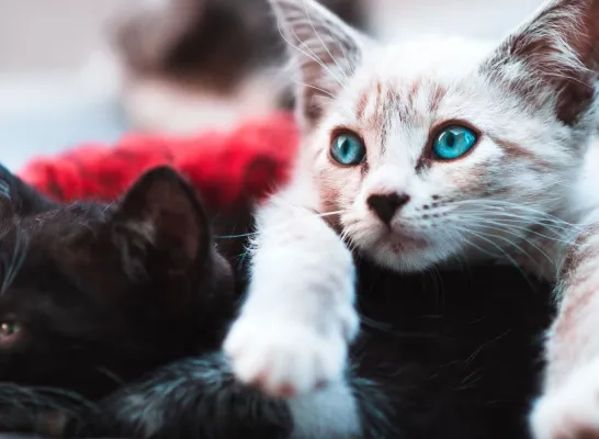 katten katten