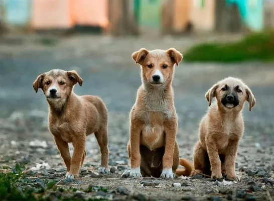 hond algemeen hond algemeen