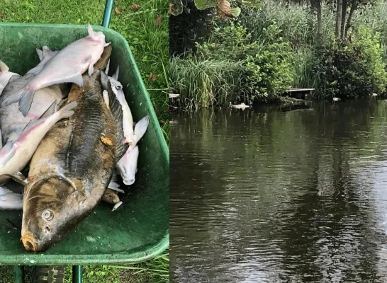 dode vissen zuurstoftekort mannenwiel bornem de snoekjagers dode vissen zuurstoftekort mannenwiel bornem de snoekjagers