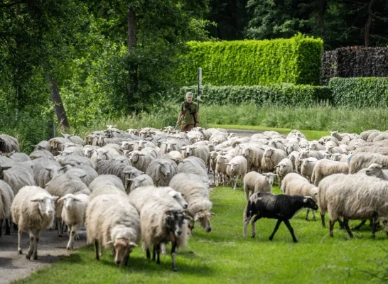 Schapen Schapen