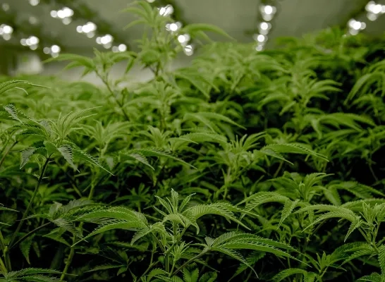 Cannabisplantage Cannabisplantage